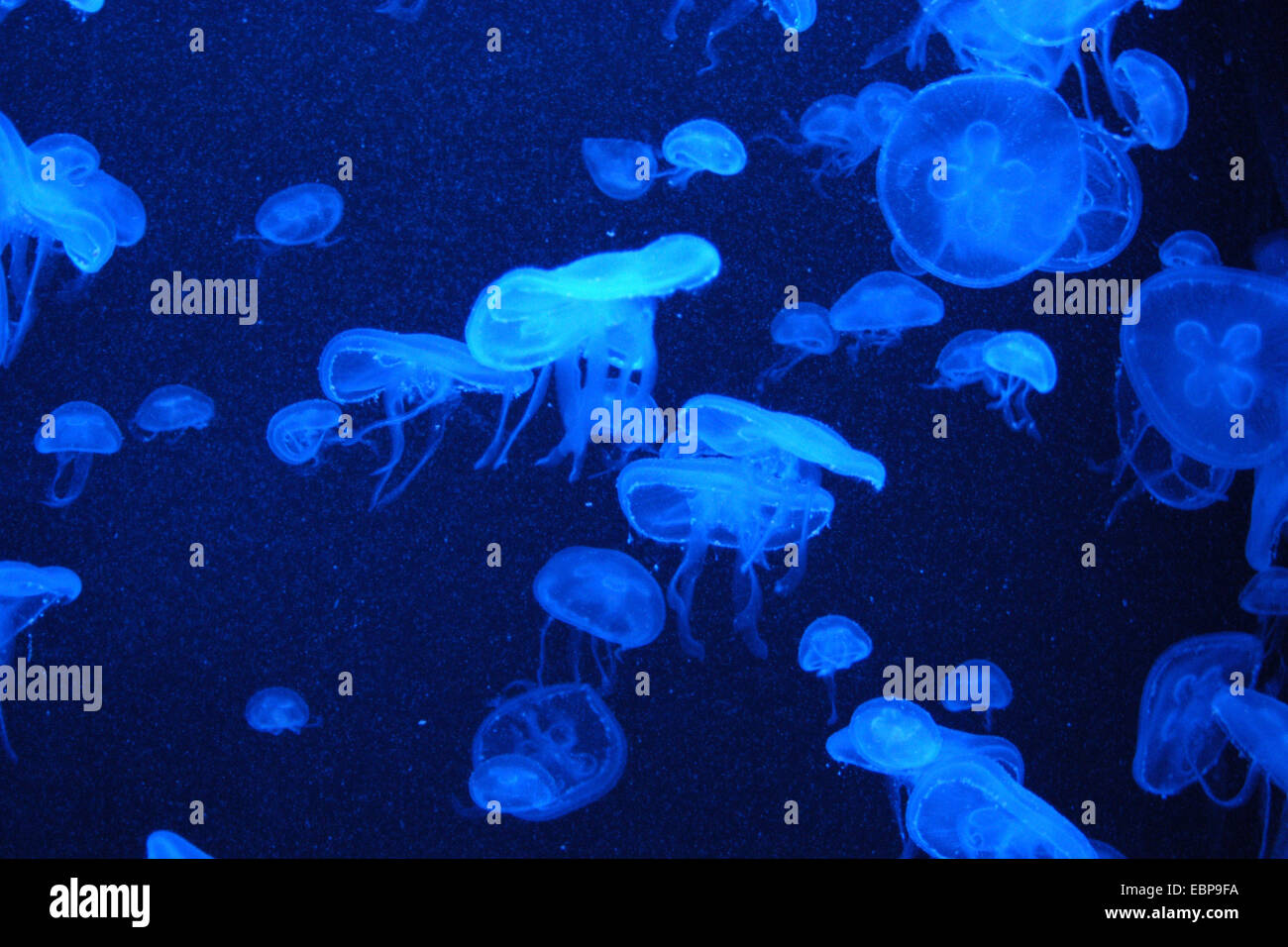Moon jellyfishes (Aurelia aurita) at Schonbrunn Zoo in Vienna, Austria. Stock Photo