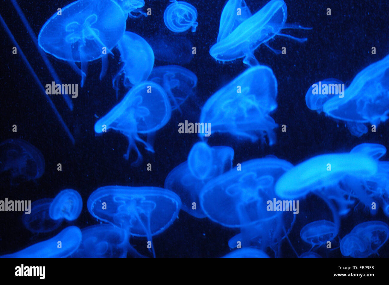 Moon jellyfishes (Aurelia aurita) at Schonbrunn Zoo in Vienna, Austria. Stock Photo