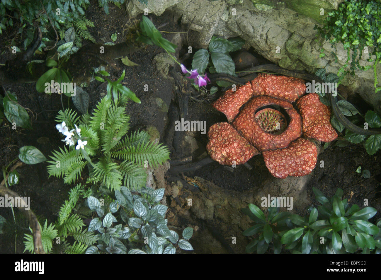 Rafflesia at Schonbrunn Zoo in Vienna, Austria. Rafflesia is the biggest flower in the world with rotting meat smell. Stock Photo