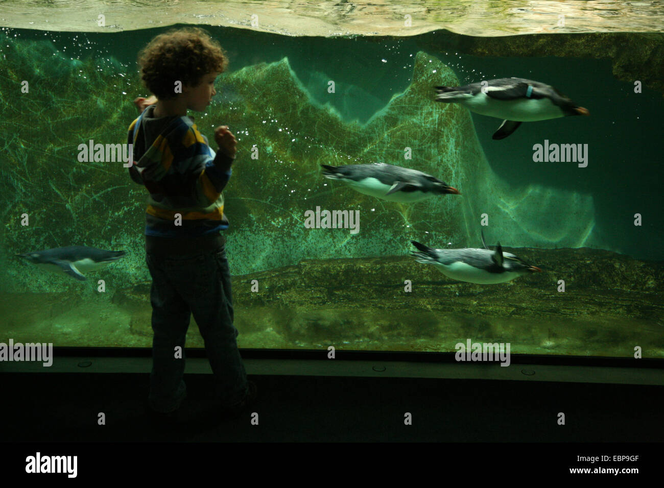 Young boy looks at rockhopper penguins (Eudyptes chrysocome) swimming at Schonbrunn Zoo in Vienna, Austria. Stock Photo