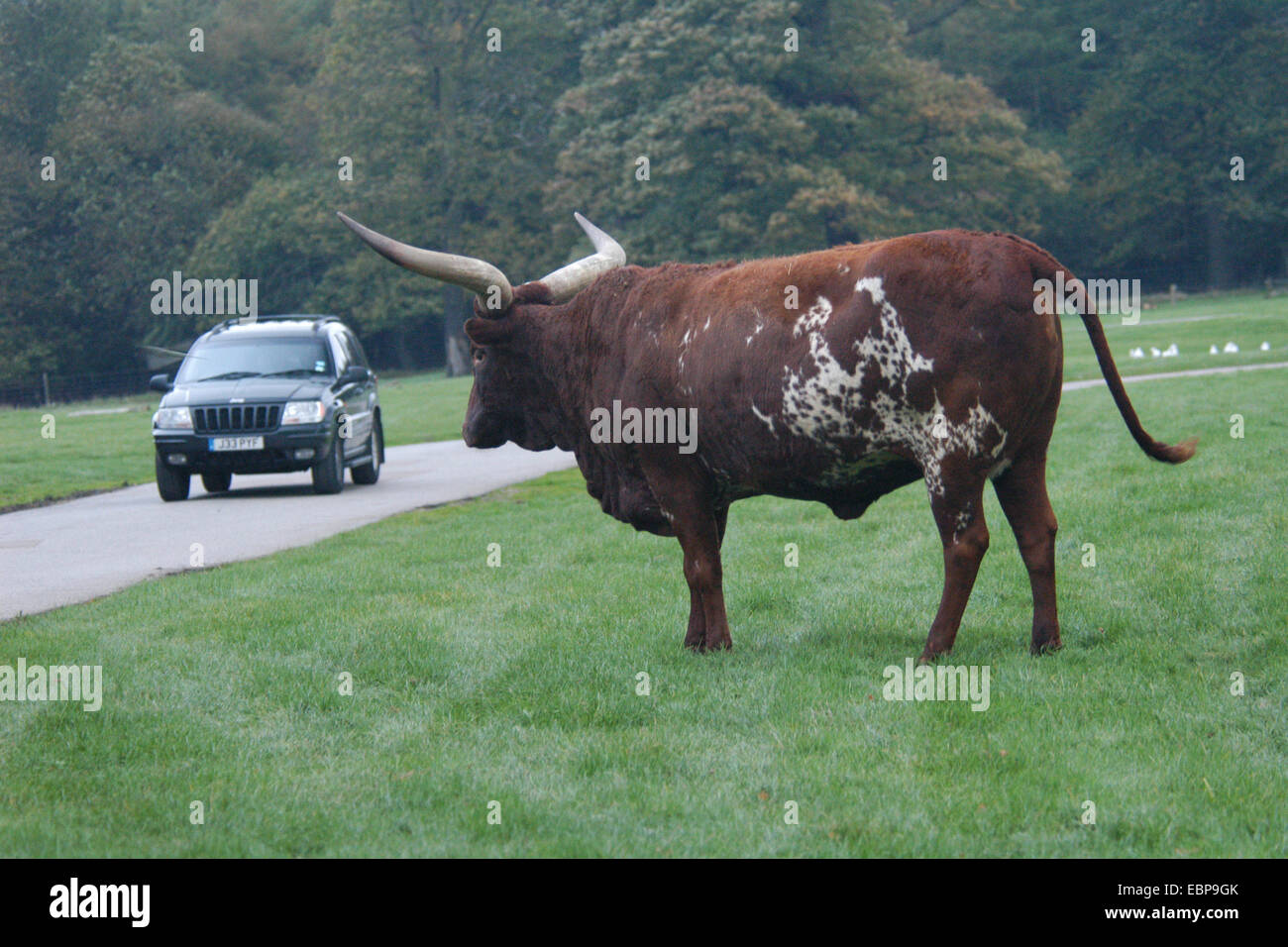 Watusi cattle (Bos taurus africanus) looks as visitors drives in a car in the Woburn Safari Park in Bedfordshire, England, UK. Stock Photo