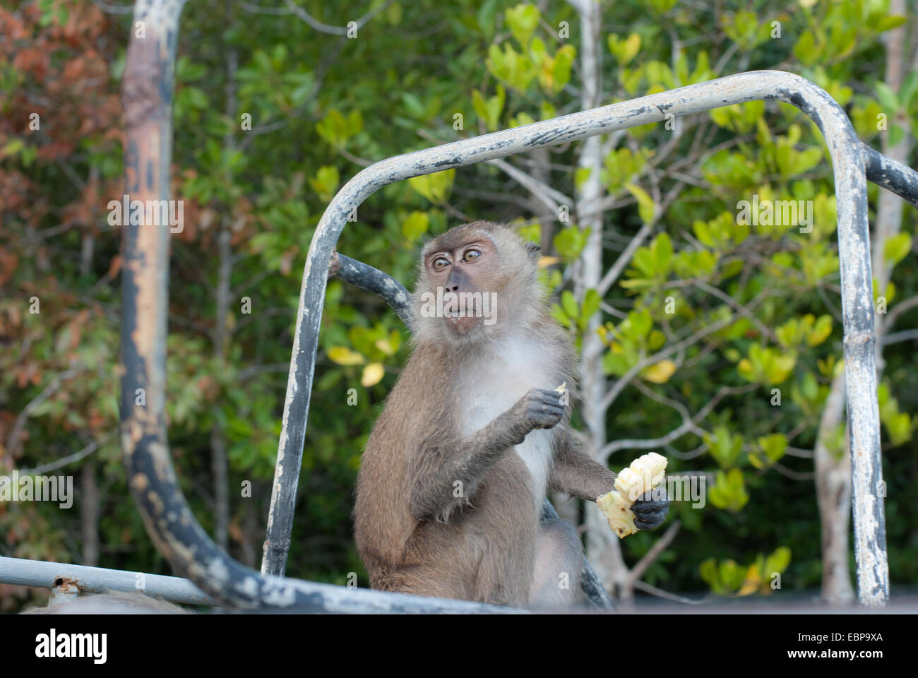 Thai monkey (Macaque) eating a banana in Koh Lanta, Thailand Stock Photo