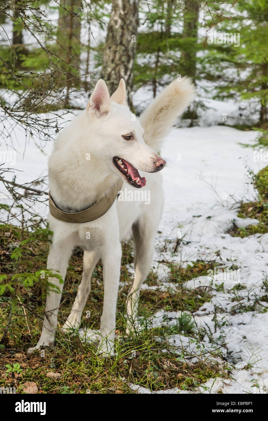 Portrait white dog winter wood siberian husky wolf hi res stock