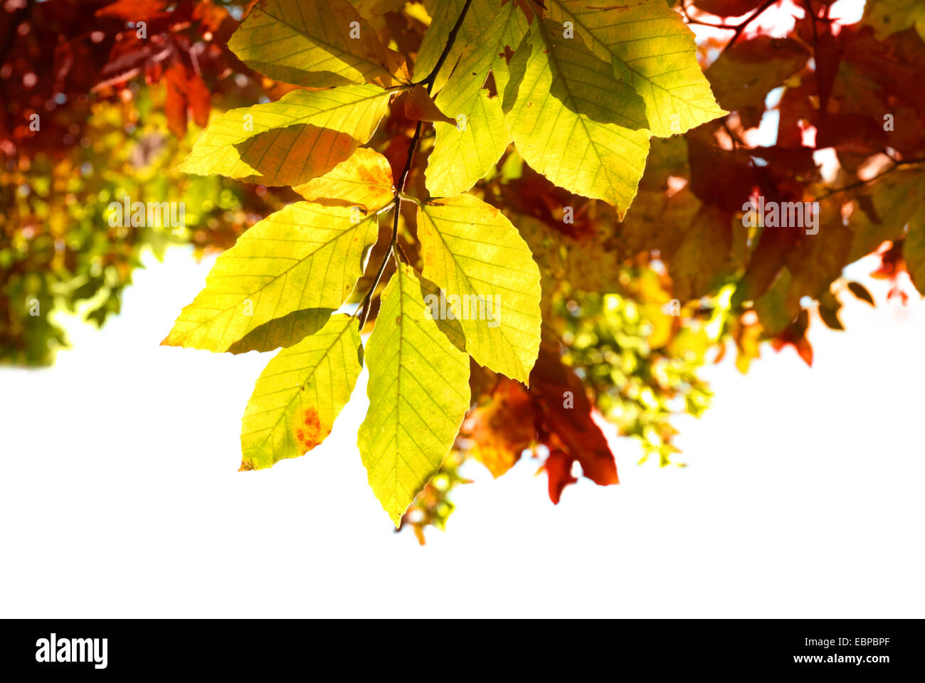 Autumn leaves with the blue sky background Stock Photo - Alamy