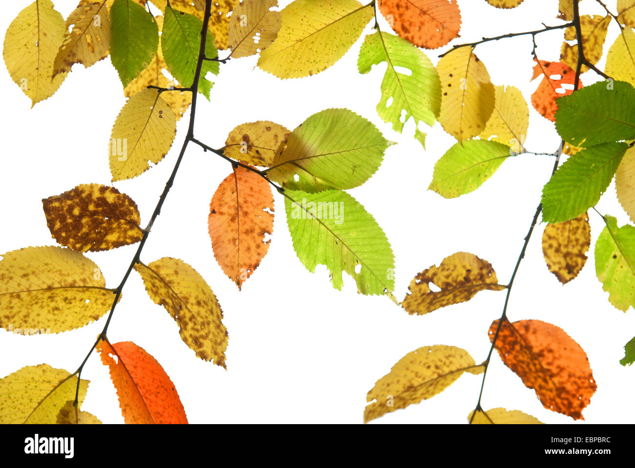 Autumn leaves isolated on the white background Stock Photo - Alamy