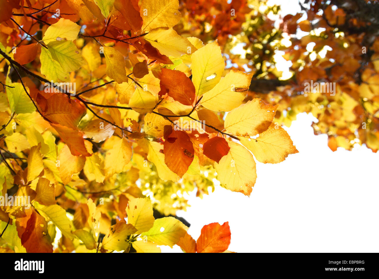 Autumn leaves isolated on the white background Stock Photo - Alamy