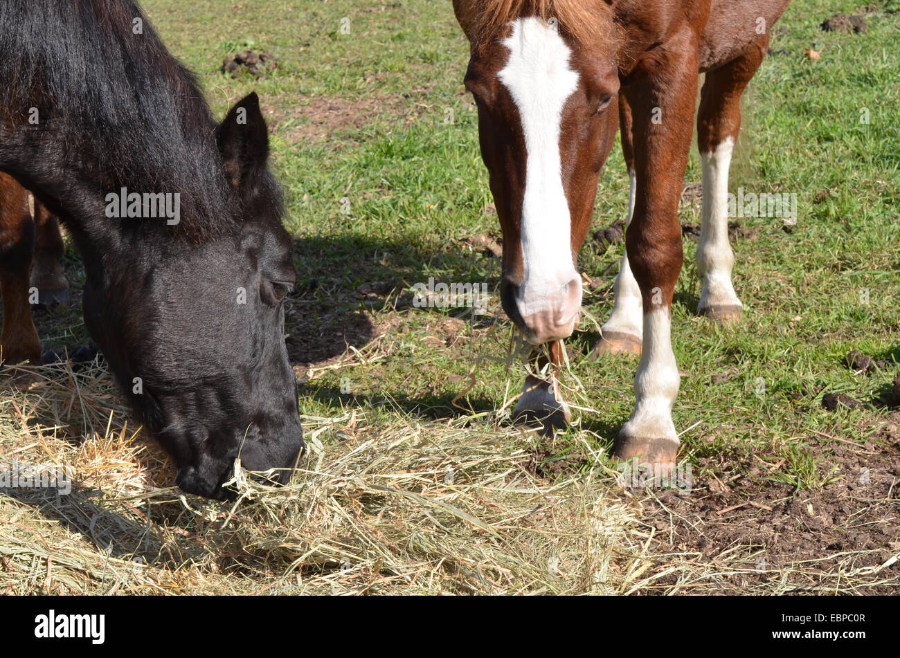 two horses chewing Stock Photo Alamy