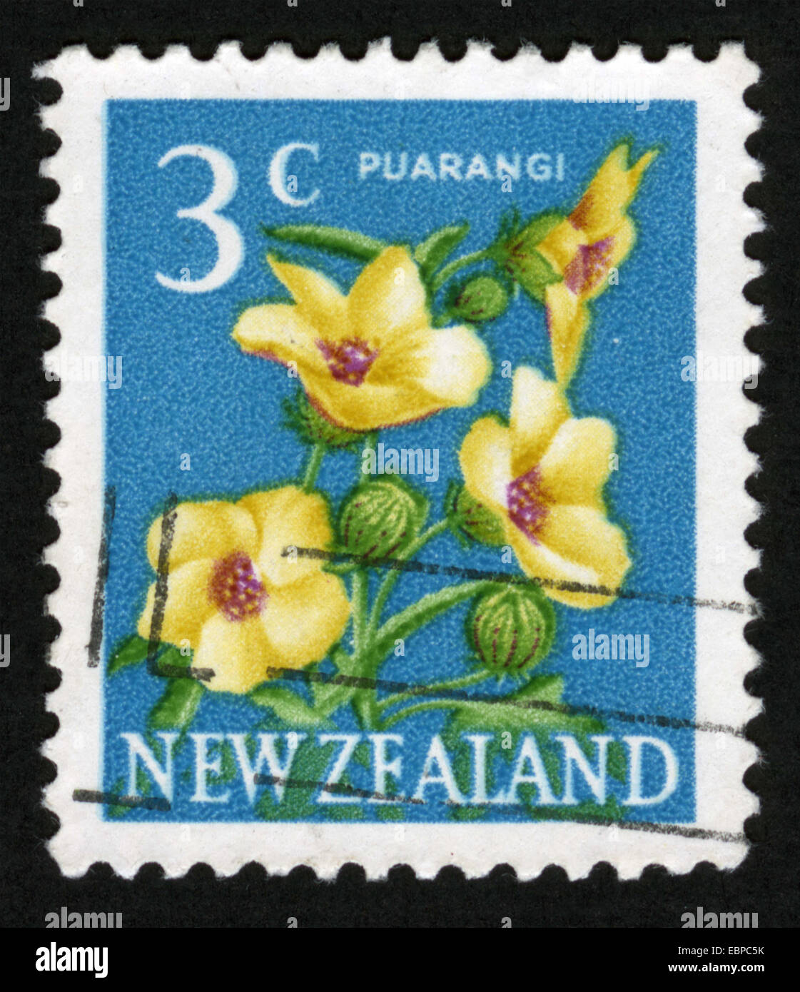 New Zealand, CIRCA : 1960-07-11, series:Third pictorials, Trees, plants, flora, flowers,stamp,Venice Mallow (Hibiscus trionum), Stock Photo