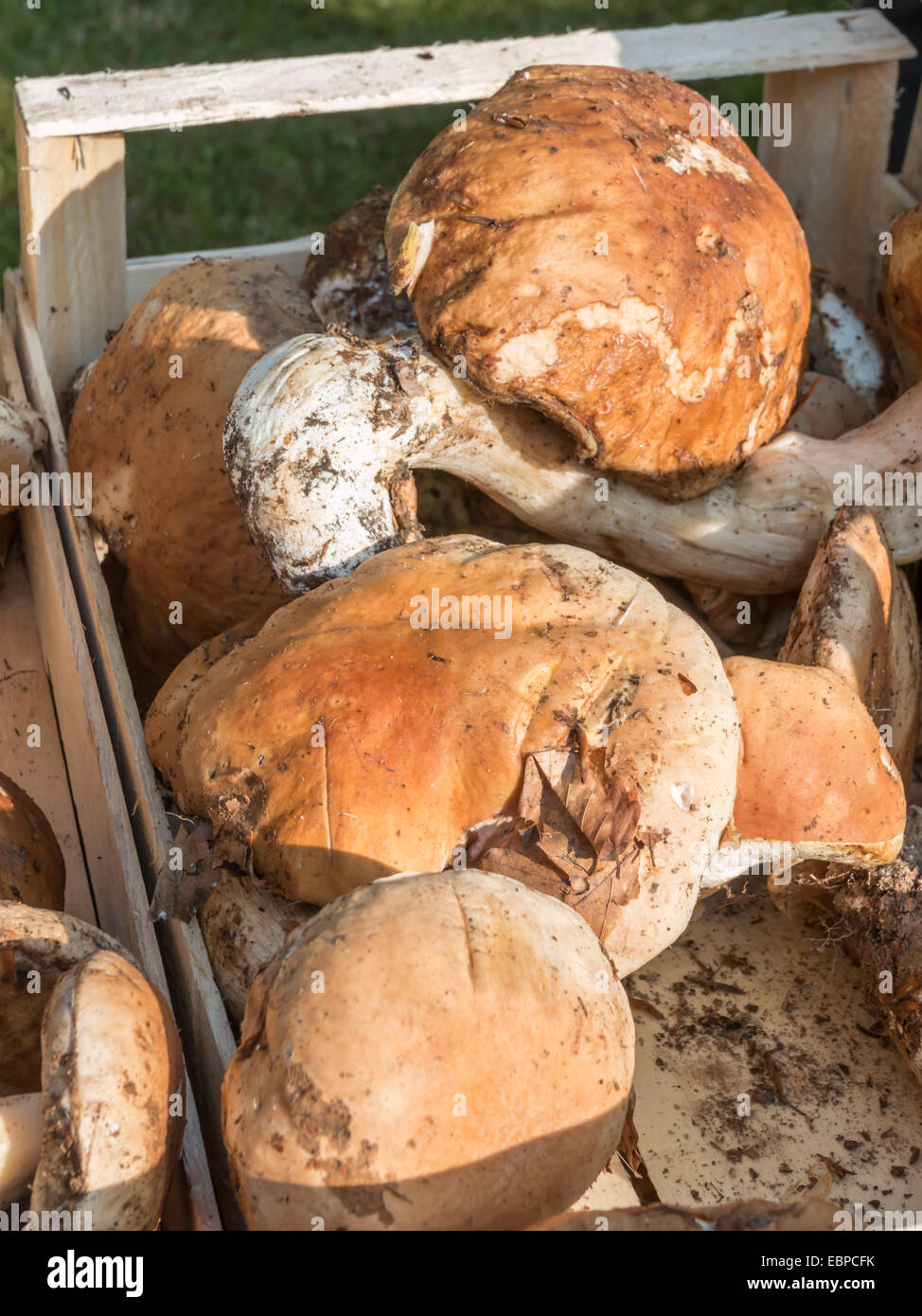 porcini mushrooms fresh harvest in wodden bowl Stock Photo