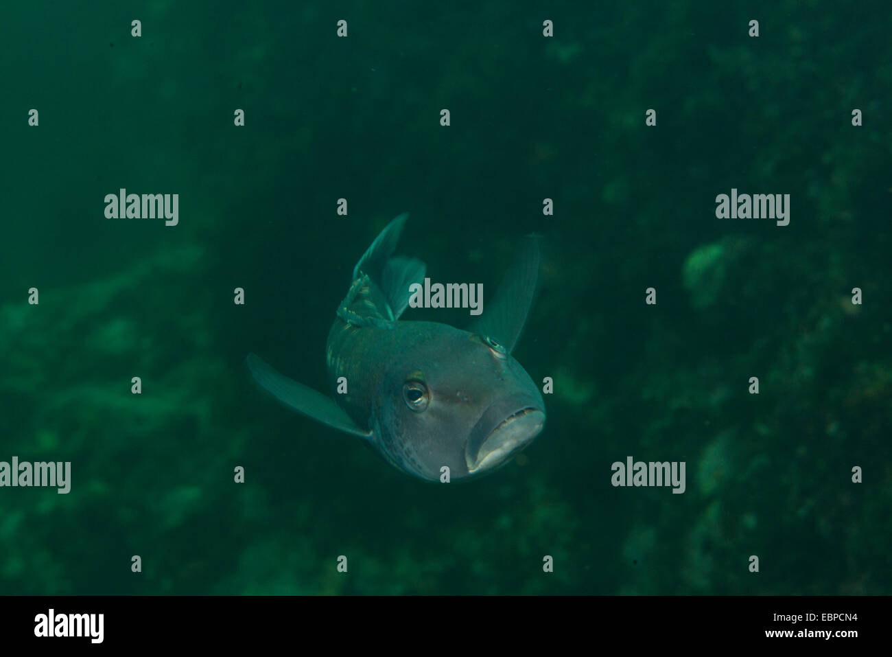 Blue cod, NZ Stock Photo Alamy