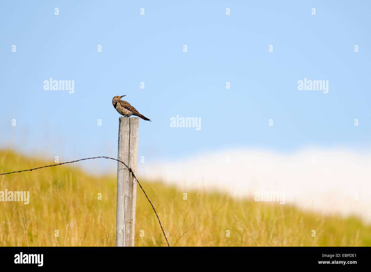 Northern Flicker perching on a barbed wire fence post over a prairie grassland Stock Photo