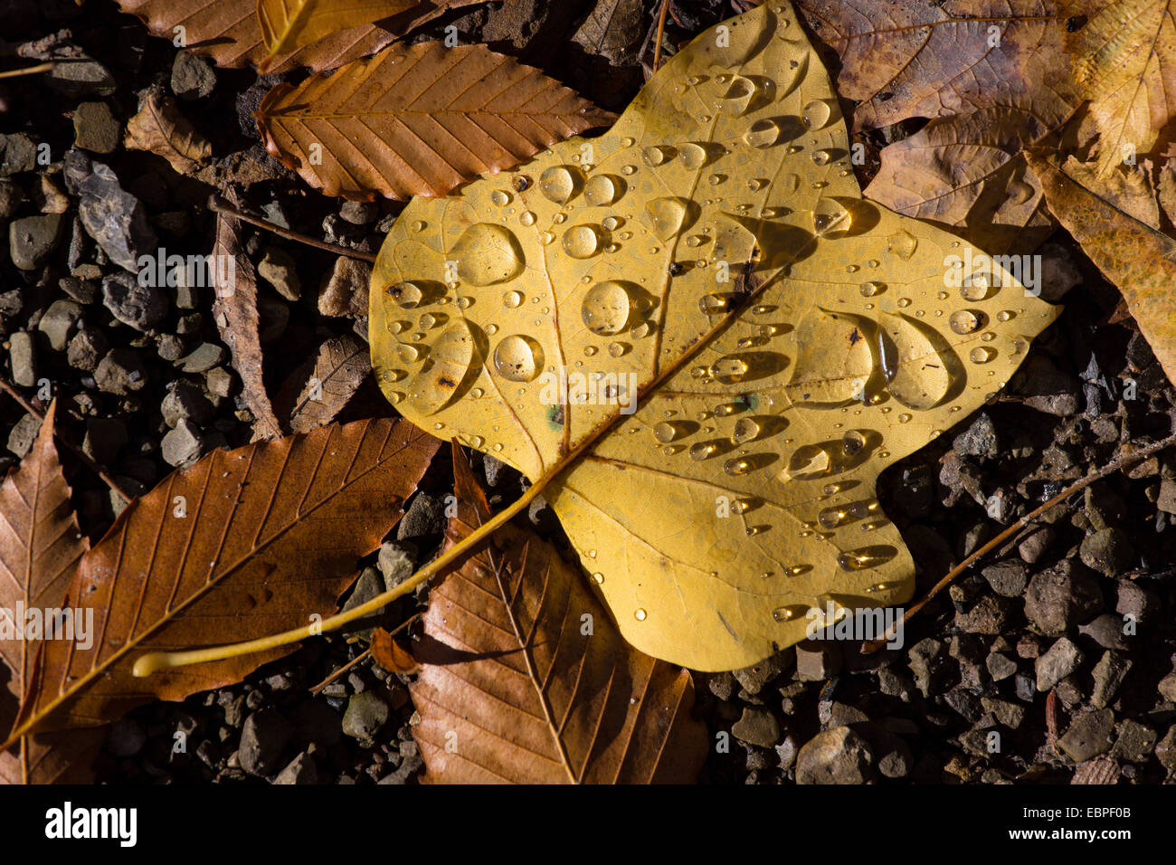 Brown yellow fall leaves on the ground with water drops Stock Photo