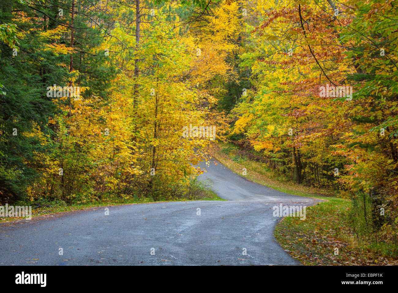 Road curving though fall colors in woods in Chestnut Ridge Park in New York State Stock Photo