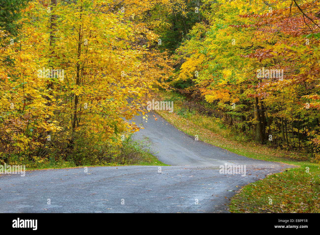 Road curving though fall colors in woods in Chestnut Ridge Park in New York State Stock Photo