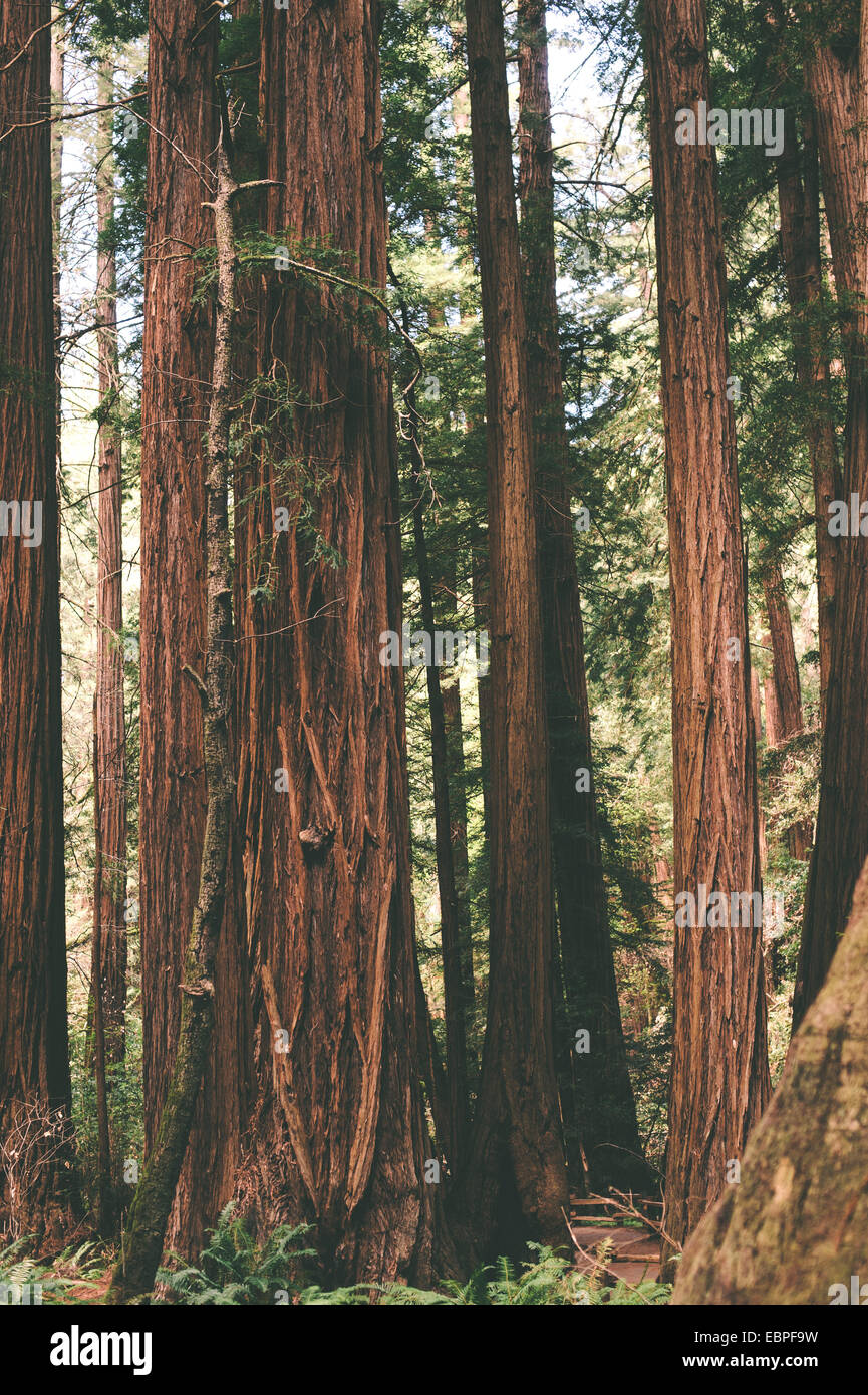 Tall redwood trees in a forest Stock Photo Alamy