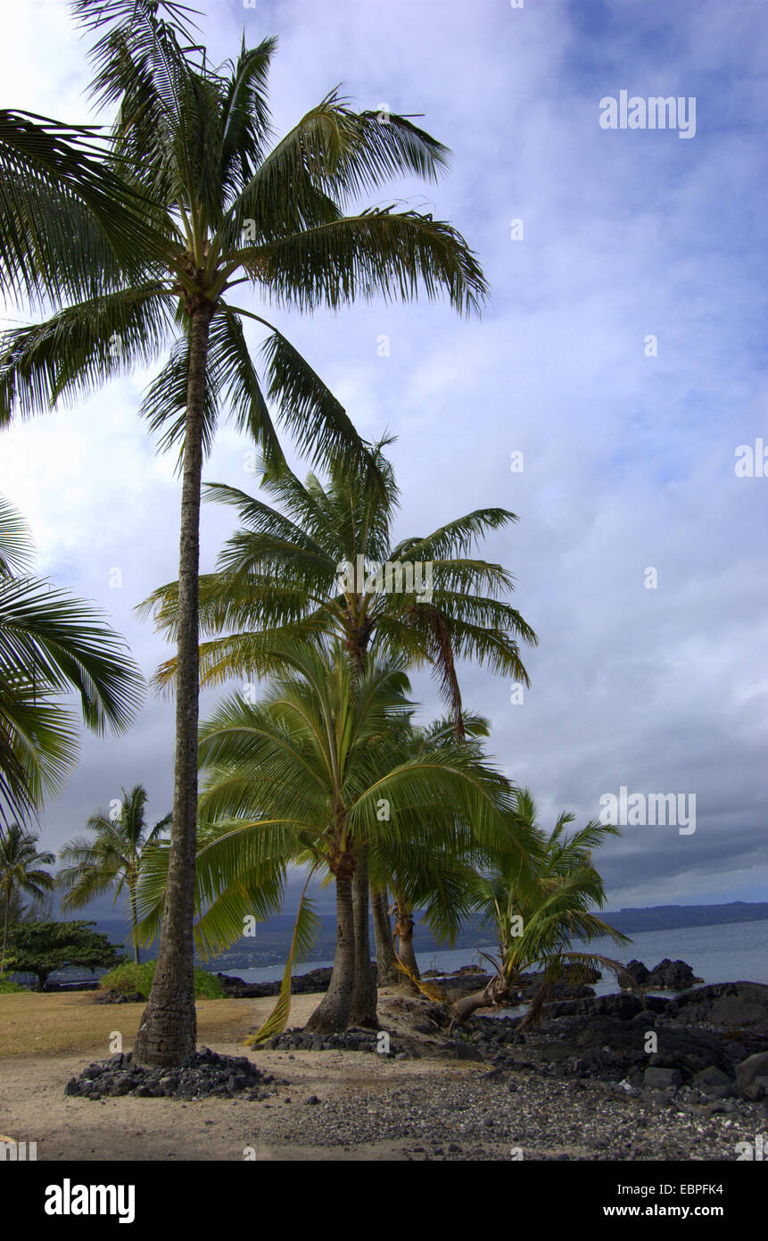 Palm Trees on a Beach in Hilo, Hawaii Stock Photo Alamy