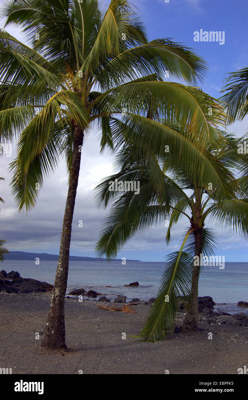 Hawaii beach palm trees hi-res stock photography and images - Alamy
