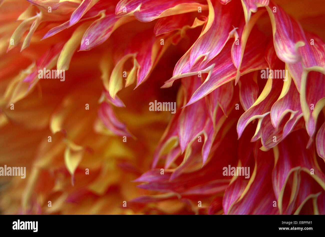 Red and Yellow Wildflower Stock Photo Alamy