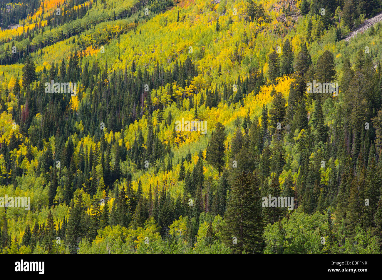 Fall scenery and Aspen trees along Castle Creek Road in the White River National Forest near Aspen Colorado Stock Photo