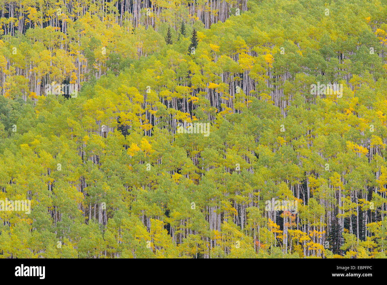 Fall scenery and Aspen trees along Castle Creek Road in the White River National Forest near Aspen Colorado Stock Photo