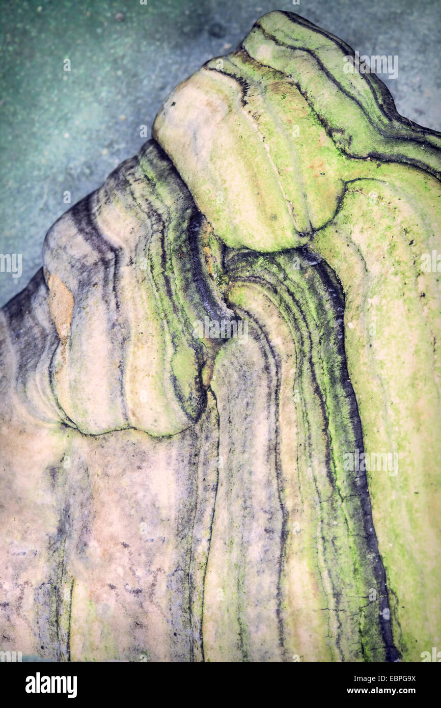 Nature abstract from a macro of a forest conk mushroom. Stock Photo