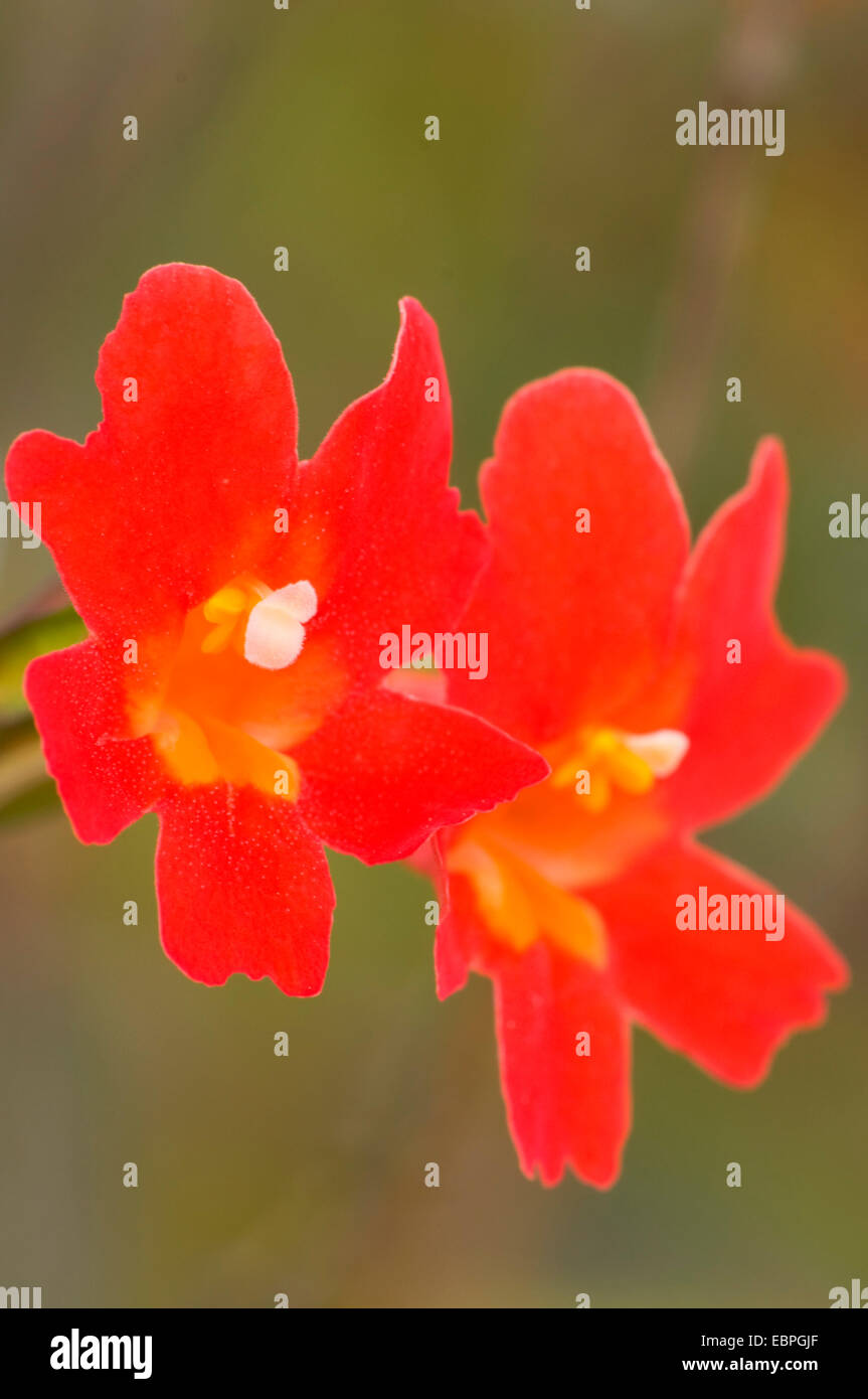 Red monkeyflower (Mimulus puniceus), Torrey Pines State Reserve, California Stock Photo