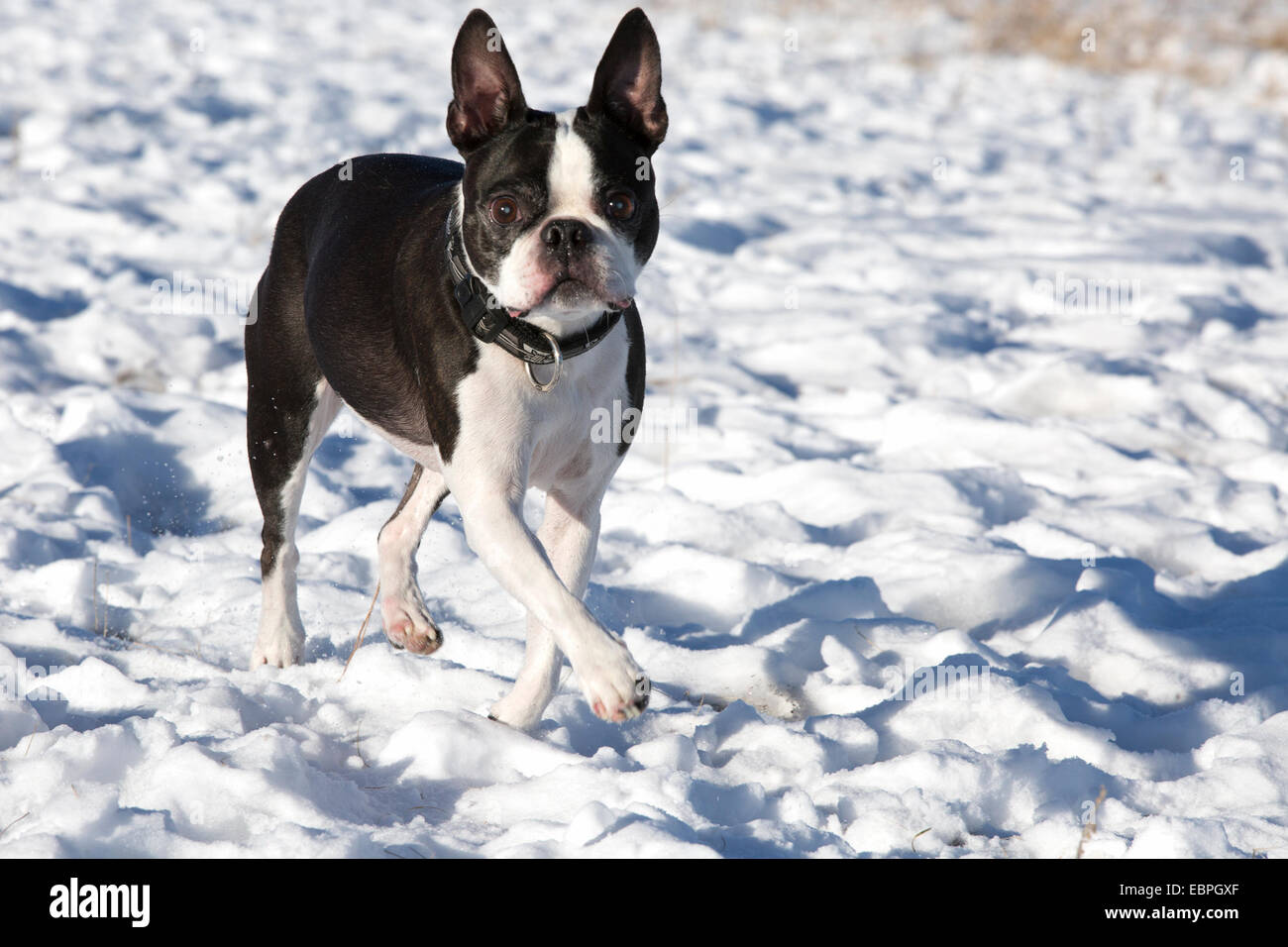 Blind eleven year-old Boston Terrier with cataracts running toward the sound of the owner's voice Stock Photo