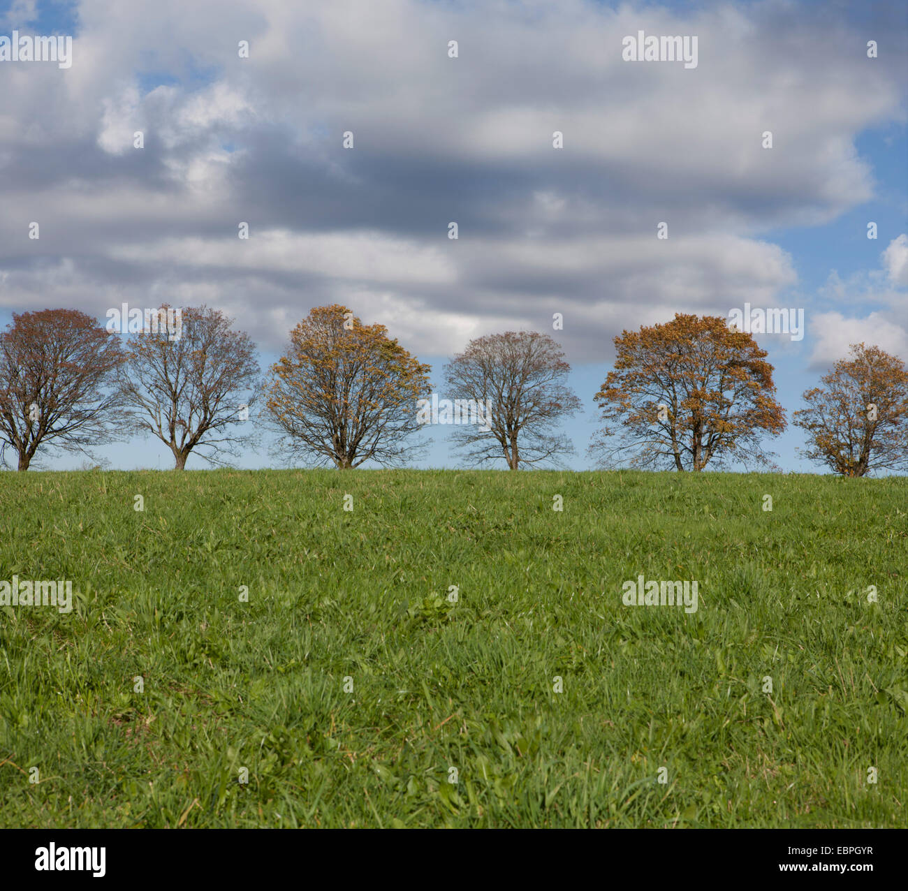 Row of trees with clouds, Meinerzhagen, North Rhine-Westphalia, Germany, Europe Stock Photo