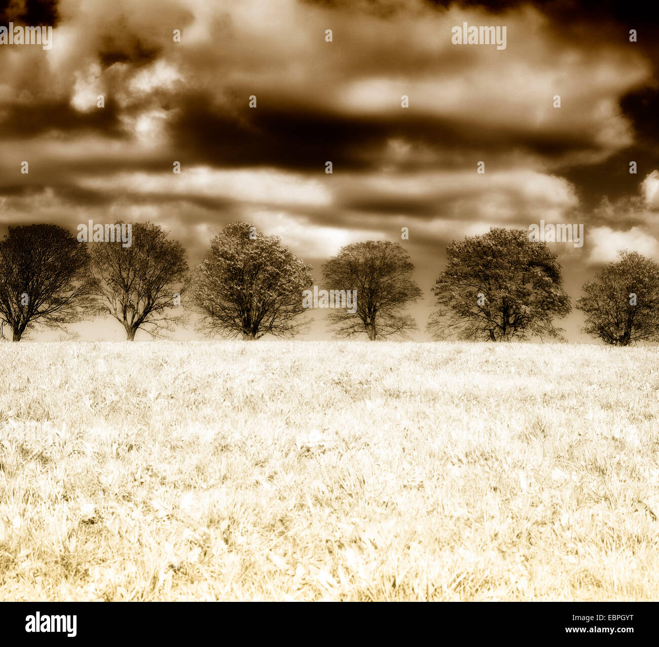 Row of trees with clouds, Meinerzhagen, North Rhine-Westphalia, Germany, Europe Stock Photo