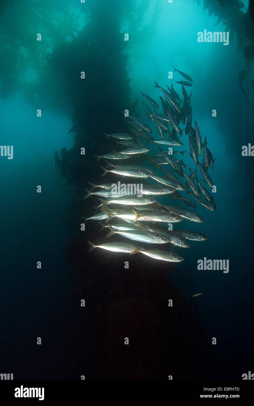 Sardine School of fish at California Kelp Forest Stock Photo - Alamy Sardine School of fish at California Kelp Forest Stock Photo - Alamy