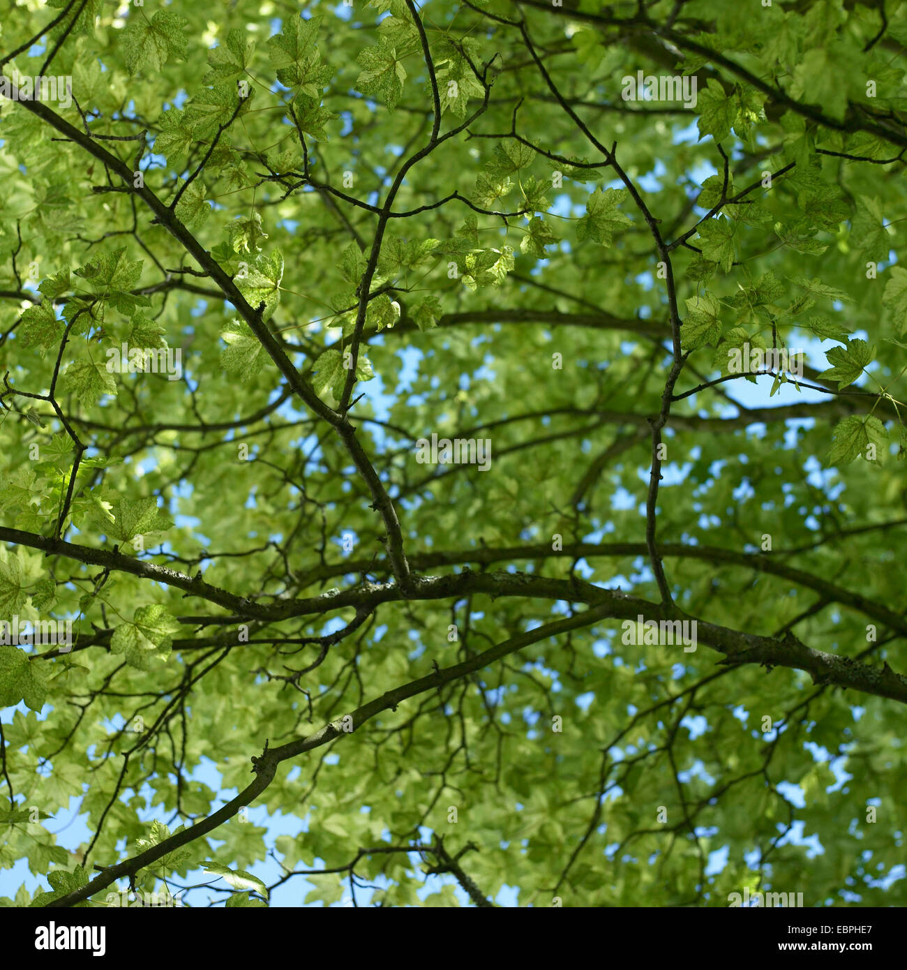 green leaves in a tree with blue sky Stock Photo - Alamy