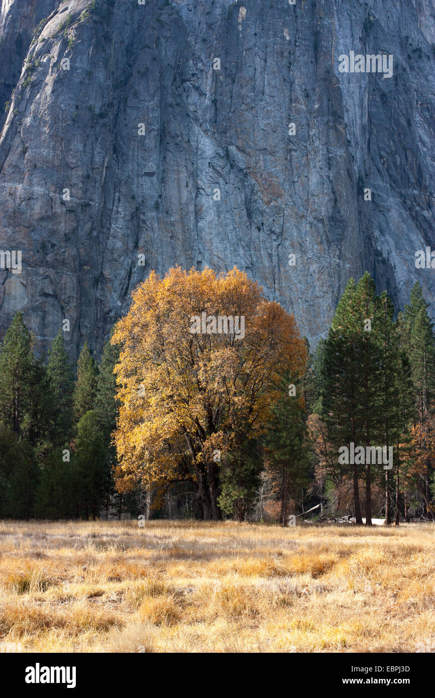 Cottonwood tree during fall. Yosemite Valley, Yosemite National Park, Mariposa County, California, USA Stock Photo
