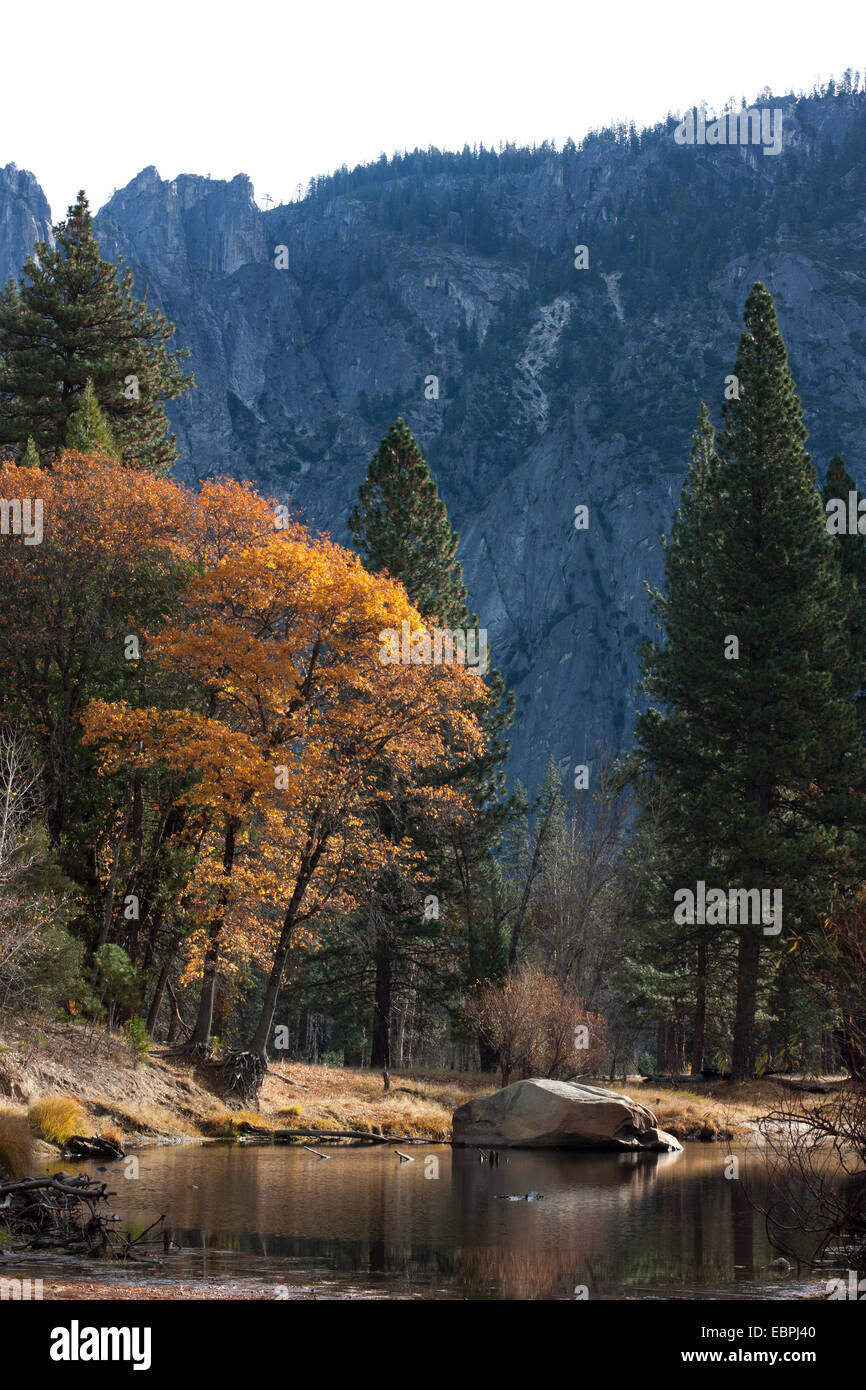 Cottonwood tree on the Merced River during fall. Yosemite Valley, Yosemite National Park, Mariposa County, California, USA Stock Photo