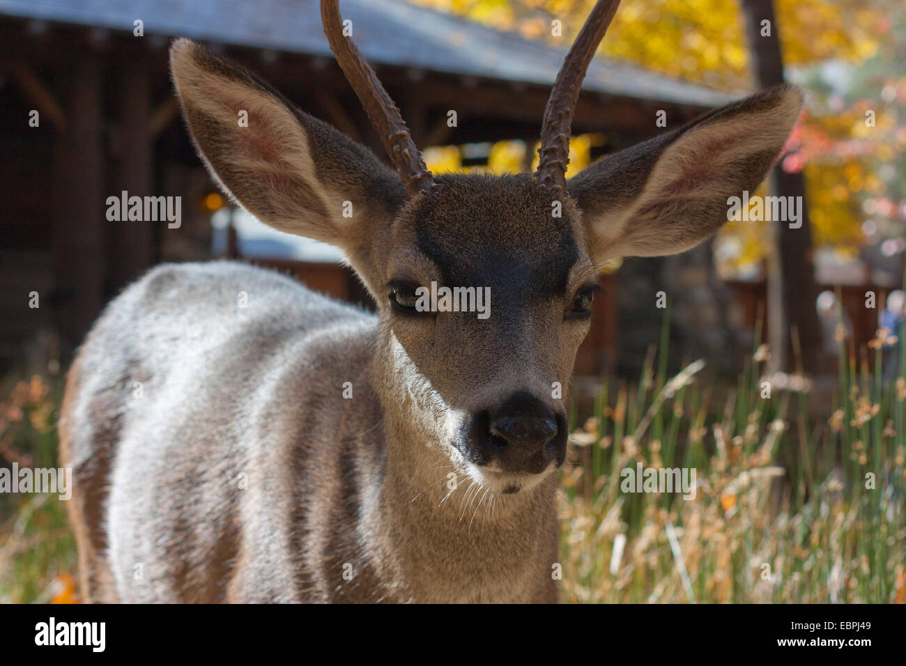 Deer, Yosemite Valley, Yosemite National Park, Mariposa County, California, USA Stock Photo
