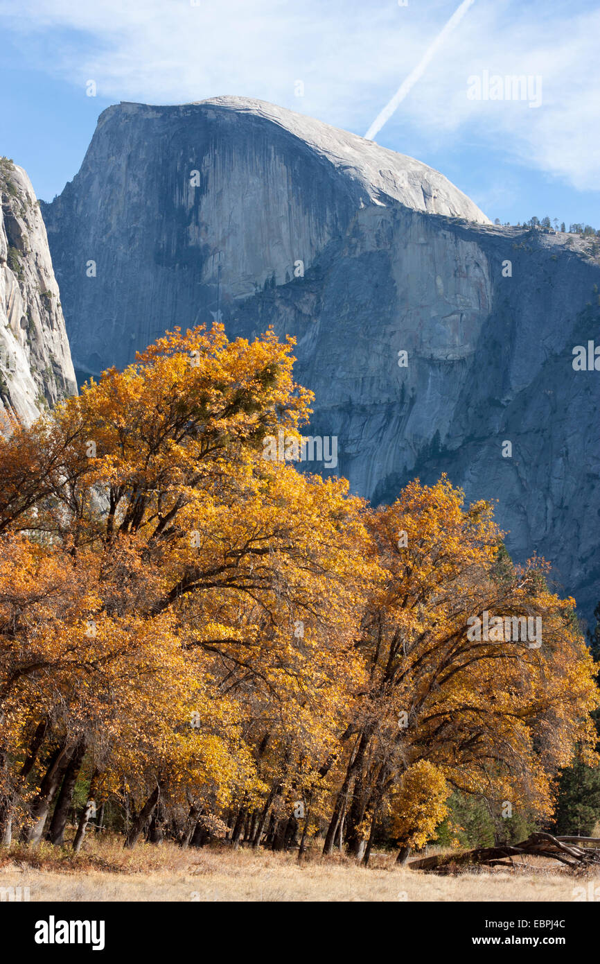 Cottonwood trees. Yosemite Valley, Yosemite National Park, Mariposa County, California, USA Stock Photo
