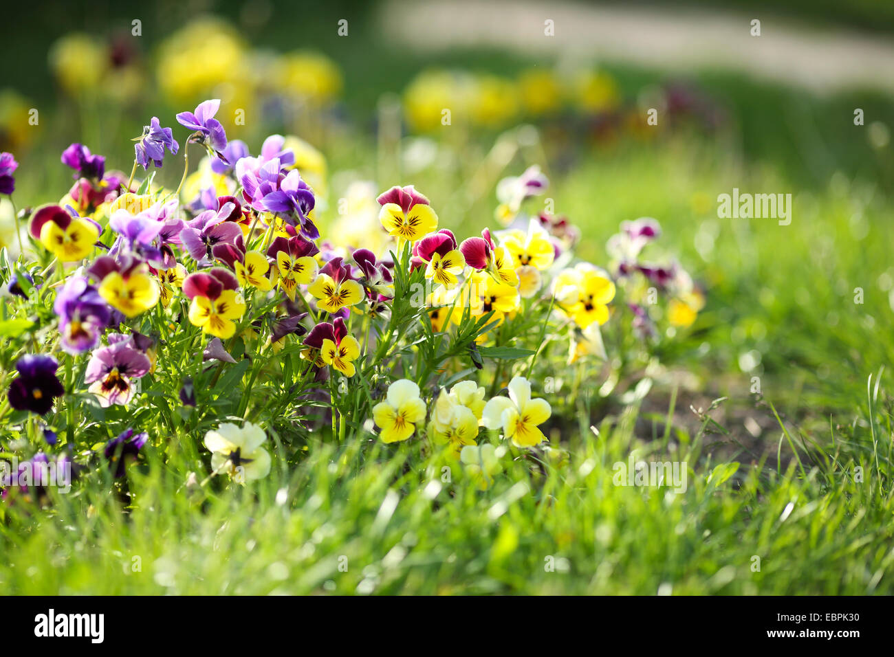 Colorful violets in the grass, flowers Stock Photo - Alamy