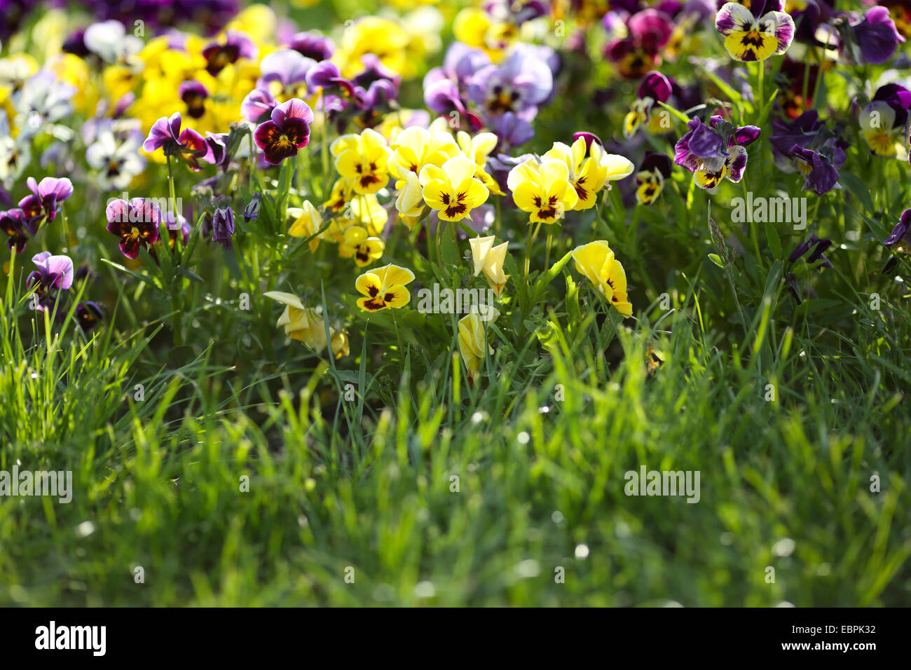 Blue and yellow spring violets, nature Stock Photo Alamy