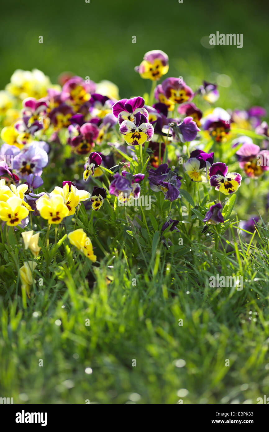 Blue and yellow spring violets in the green grass, flowers Stock Photo