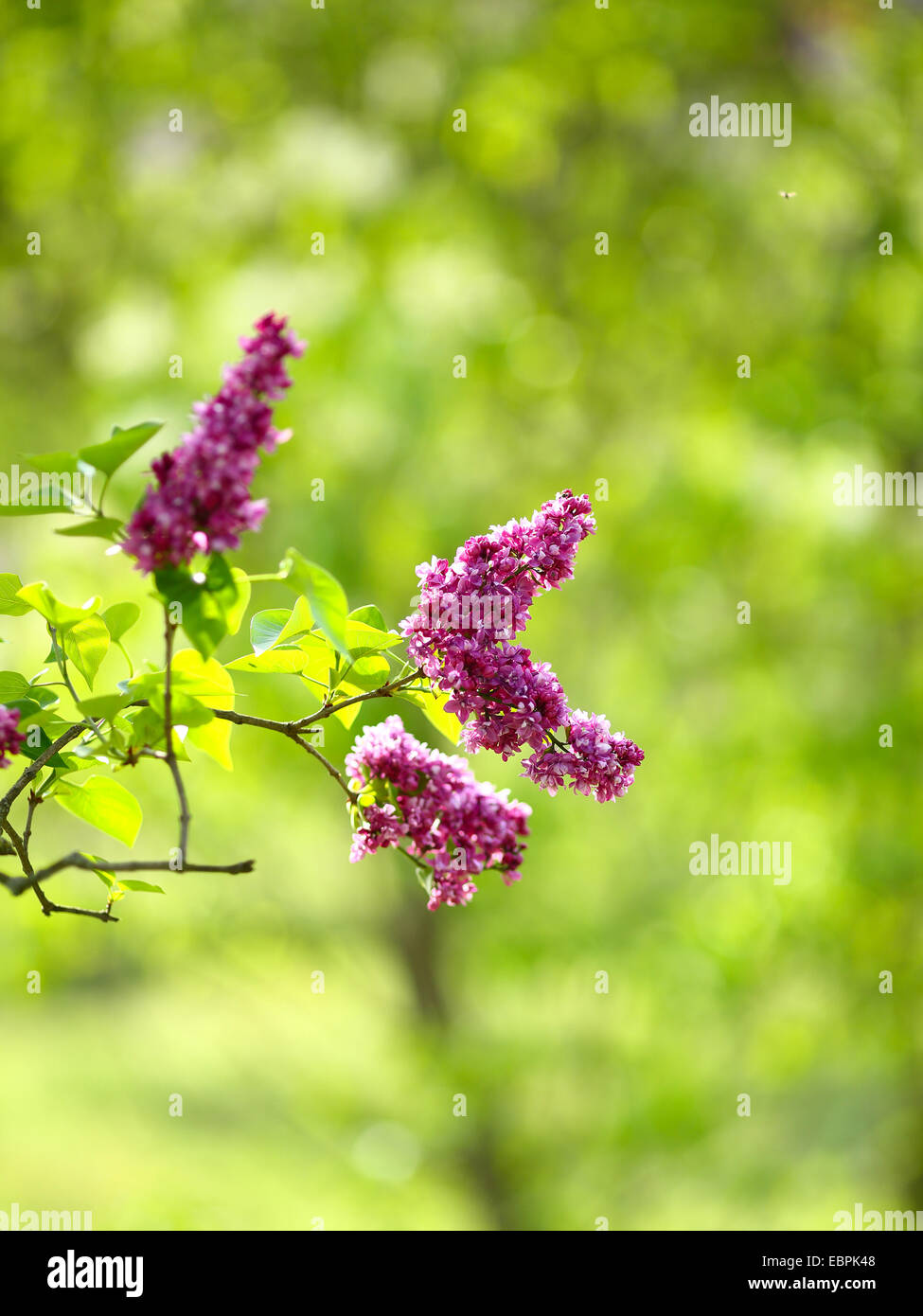 Lilac on a green background, spring Stock Photo - Alamy