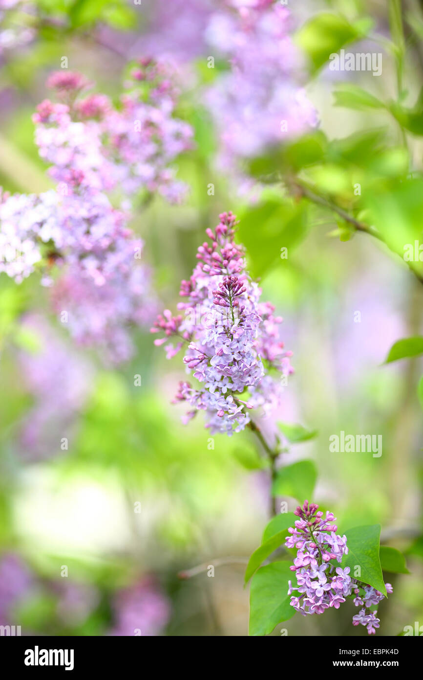 Spring purple lilacs, green background Stock Photo - Alamy