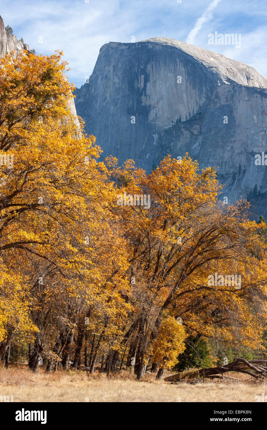 Cottonwood trees. Yosemite Valley, Yosemite National Park, Mariposa County, California, USA Stock Photo
