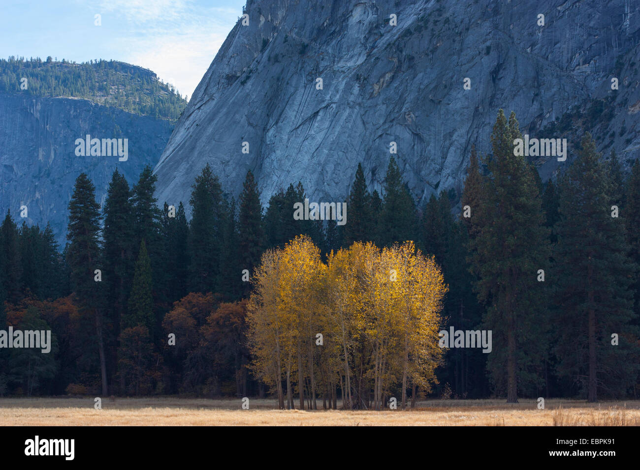 Quaking Aspen trees during fall. Yosemite Valley, Yosemite National Park, Mariposa County, California, USA Stock Photo