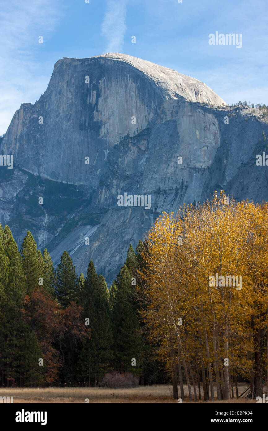Half Dome and Aspen trees during fall. Yosemite Valley, Yosemite National Park, Mariposa County, California, USA Stock Photo