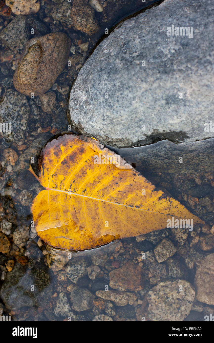 Black Cottonwood leaf. Yosemite Valley, Yosemite National Park, Mariposa County, California, USA Stock Photo