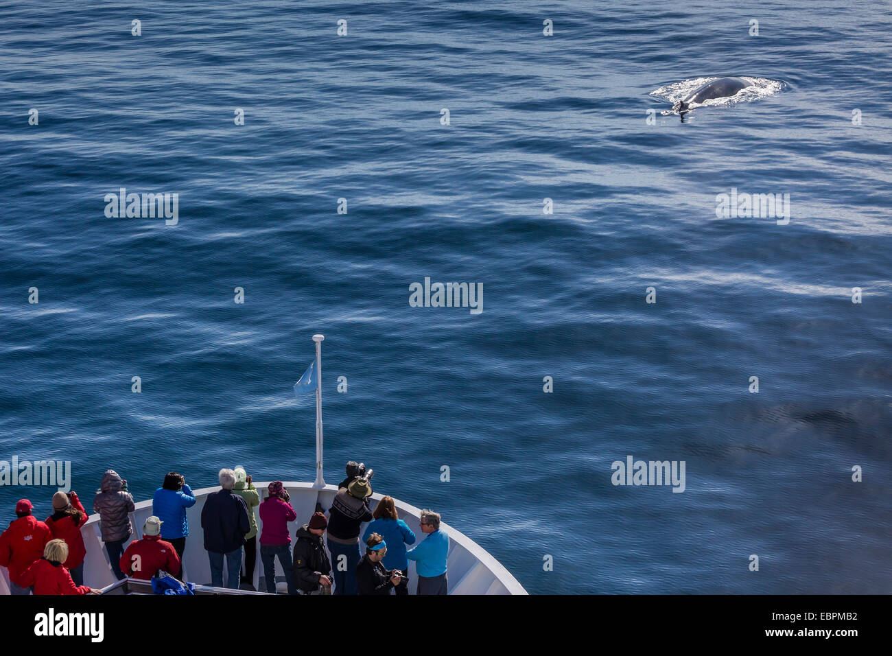Adult fin whale surfacing off the bow of the National Geographic Explorer, Spitsbergen, Svalbard, Arctic, Norway, Scandinavia Stock Photo