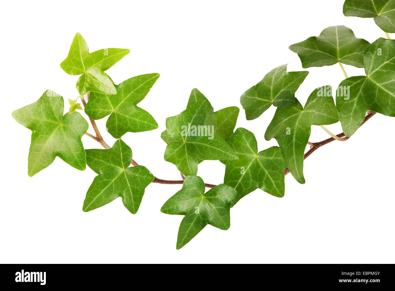 Green ivy isolated on white background, studio shot Stock Photo Alamy