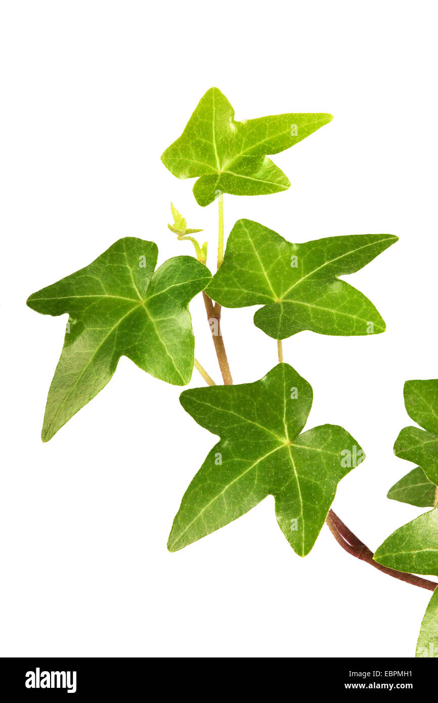 Green ivy isolated on white background, studio shot Stock Photo - Alamy