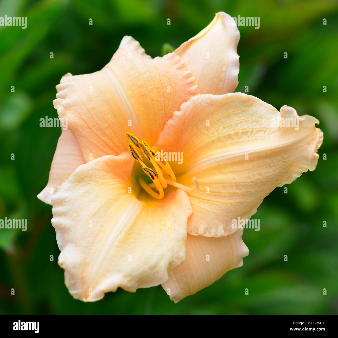 Lily peach color Stock Photo Alamy
