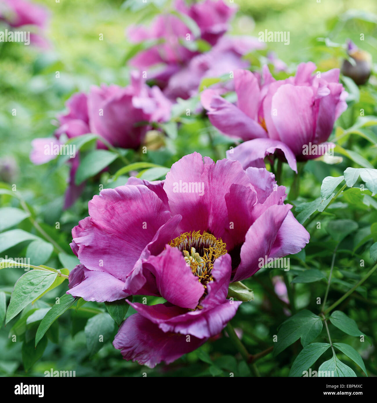 Paeonia Suffruticosa High Resolution Stock Photography and Images - Alamy