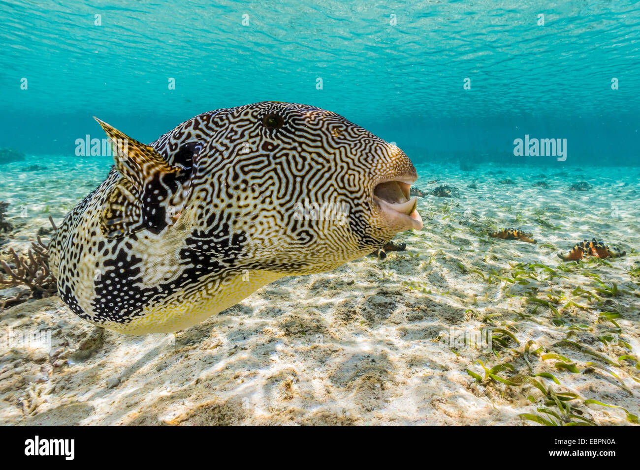 Map puffer (Arothron mappa) feeding on sponges on the house reef on Sebayur Island, Komodo Island National Park, Indonesia, Asia Stock Photo